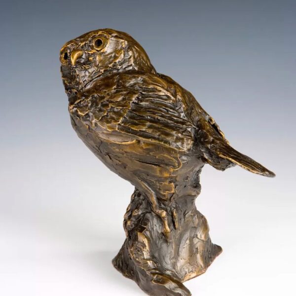 Bd Pygmy Owl — JG Art Gallery