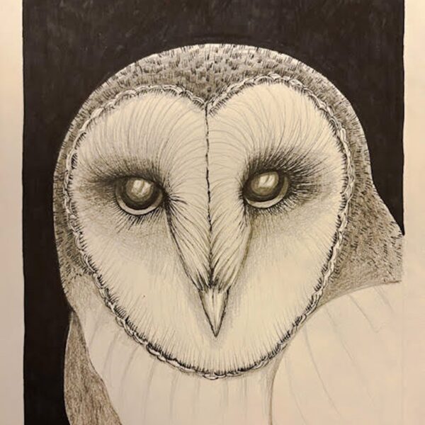 Fm Barn Owl — JG Art Gallery