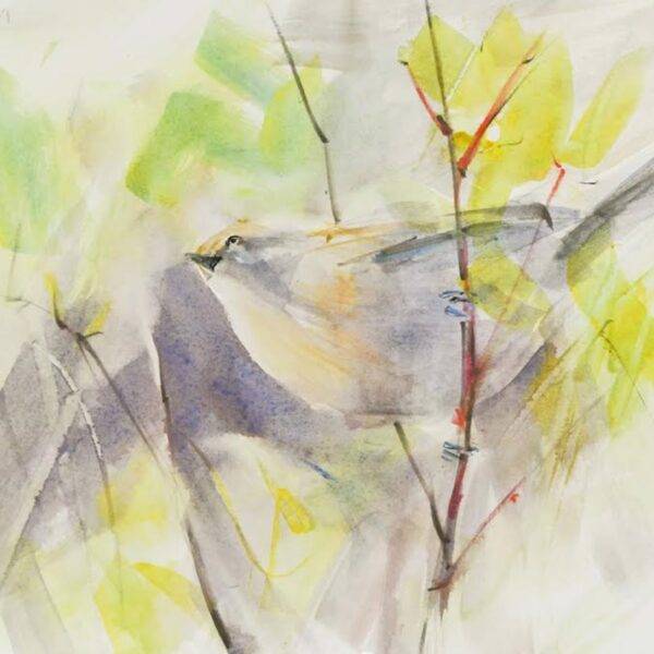 Rw Bushtit, Watercolor, 2023 — JG Art Gallery