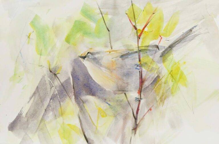 Bushtit, Watercolor, 2023 by Randena Walsh