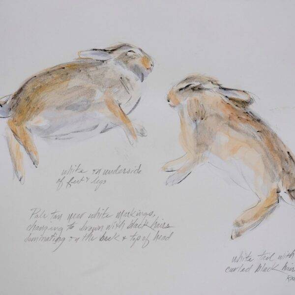 Rw Cottontail Study #2 — JG Art Gallery