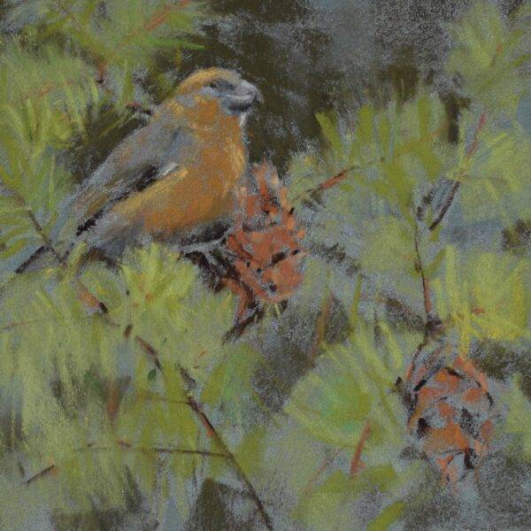 Crossbill2008 — JG Art Gallery