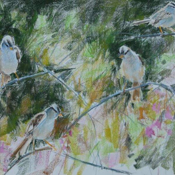 Rw White Crowned Sparrows — JG Art Gallery