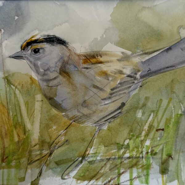 Golden-Crowned Sparrow 3 by Randena Walsh — Watercolor on Paper — JG Art Gallery